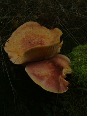 DSCF0008~1.JPG