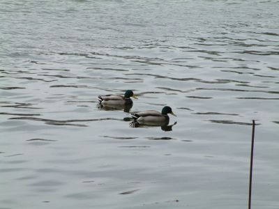 DSCF0034.JPG