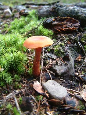 DSCF0040.JPG