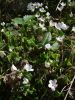 DSCF0125~3.JPG