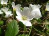 DSCF0126~2.JPG