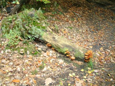 DSCF0003~5.JPG