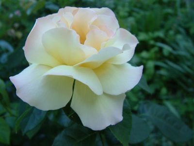 DSCF0004~2.JPG
