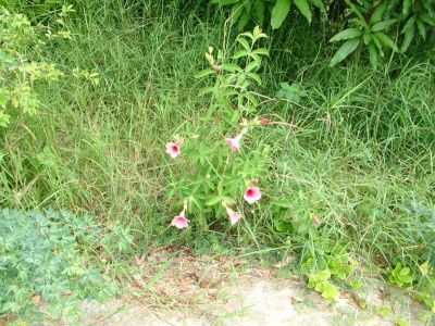 DSCF0006~17.JPG