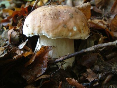 DSCF0008.JPG