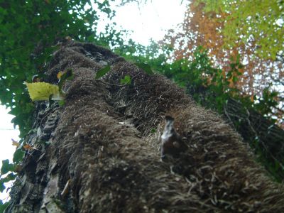 DSCF0014~3.JPG