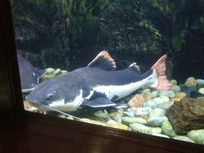 DSCF0047~6.JPG