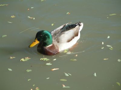 DSCF0052.JPG
