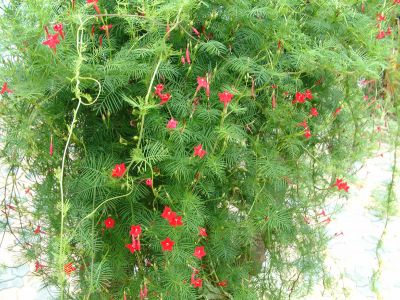 DSCF0052~3.JPG