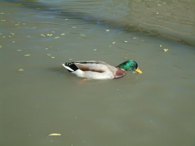DSCF0057.JPG