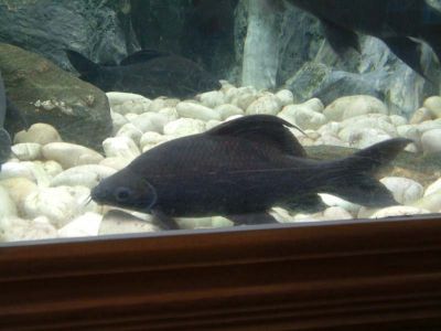 DSCF0067~6.JPG