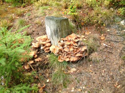 DSCF0071~0.JPG