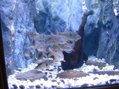 DSCF0071~4.JPG