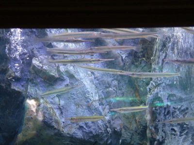 DSCF0077~3.JPG