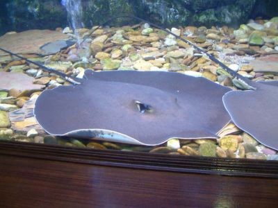 DSCF0081~4.JPG