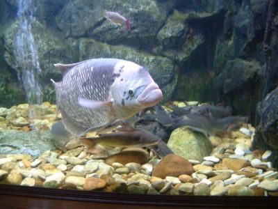 DSCF0087~2.JPG
