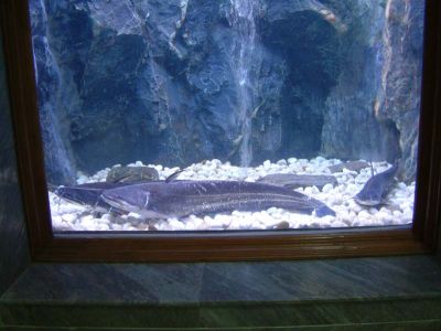 DSCF0091~0.JPG
