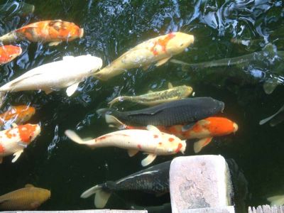 DSCF0133.JPG