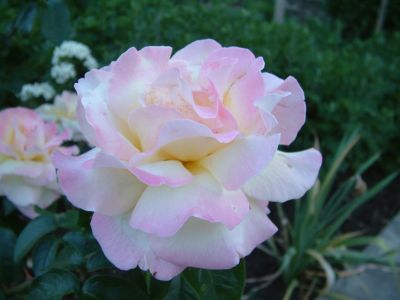 DSCF017.JPG