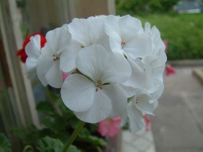 DSCF02.JPG