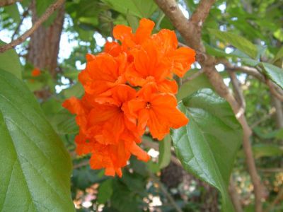 DSCF033.JPG