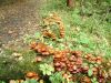 DSCF0005~8.JPG