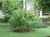 DSCF0141.JPG